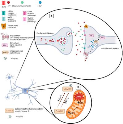 Unlocking the brain’s zinc code: implications for cognitive function and disease